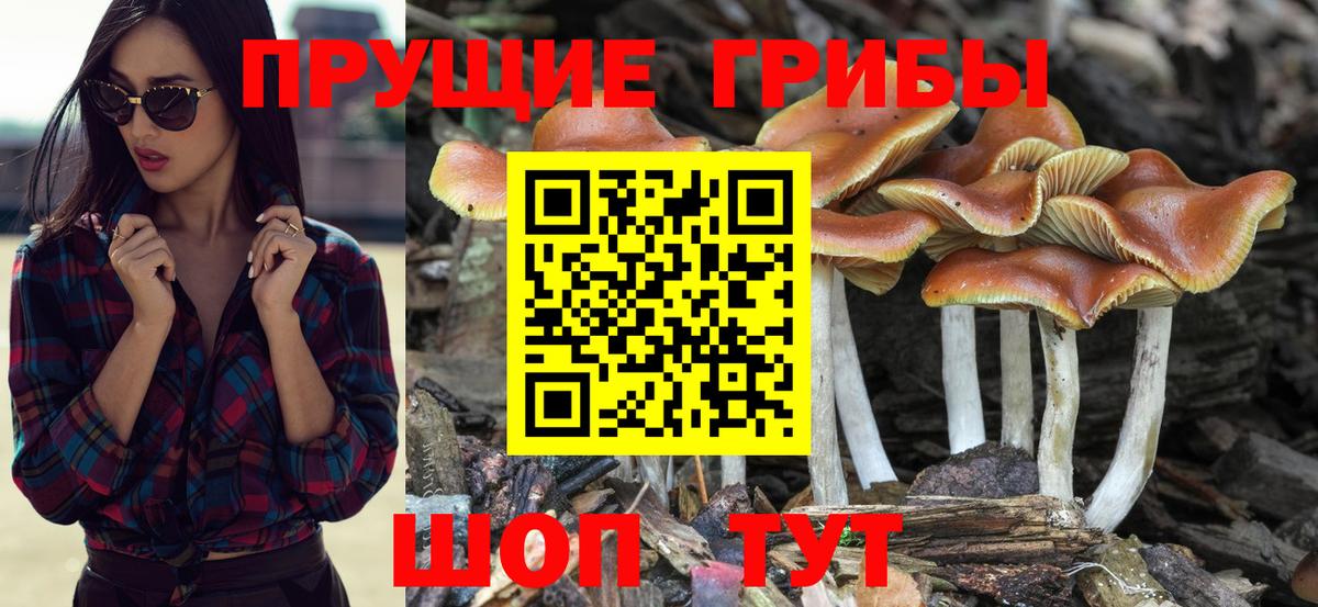 Псилоцибиновые грибы прущие грибы  Вход с VPN  Черкесск  Галлюциногенные грибы Psilocybine cubensis 